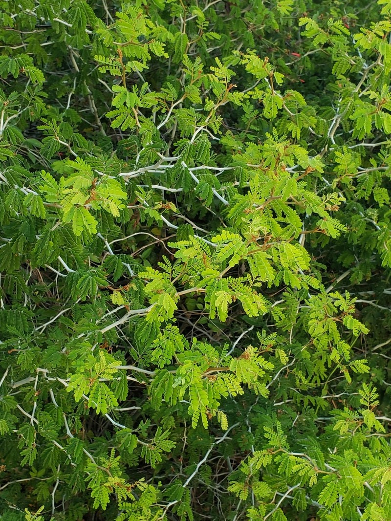 Mimosa bahamensis