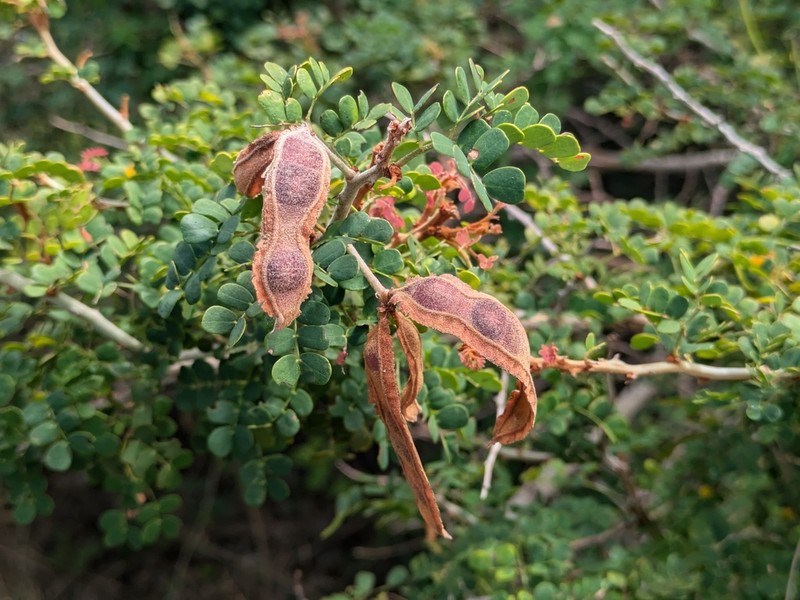 Mimosa bahamensis photo 2