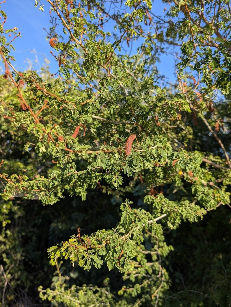 Mimosa bahamensis photo 3
