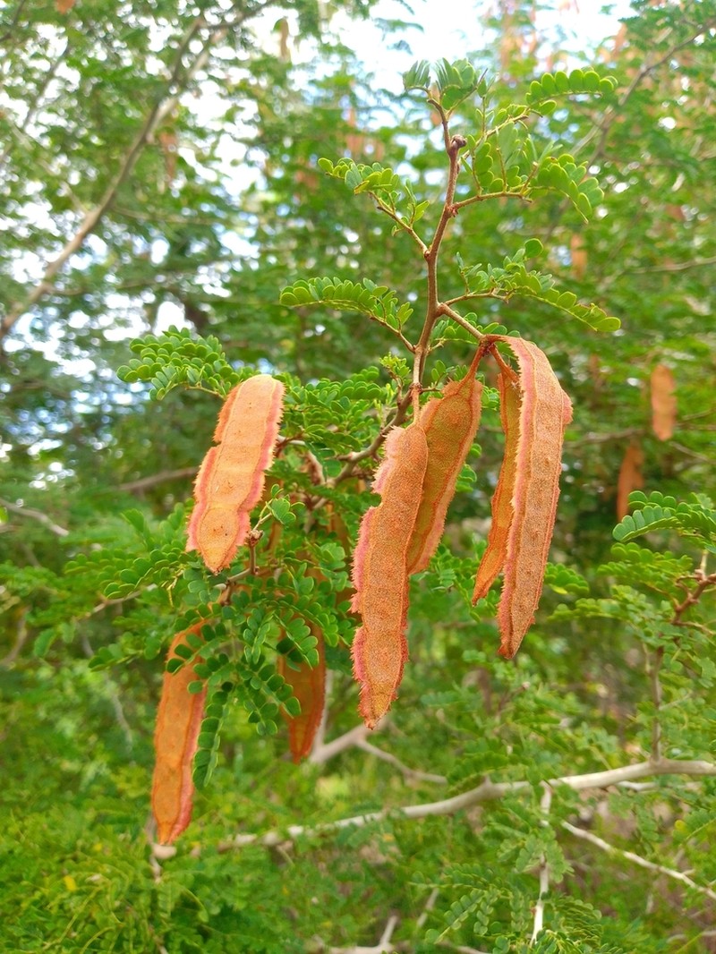 Mimosa bahamensis photo 4