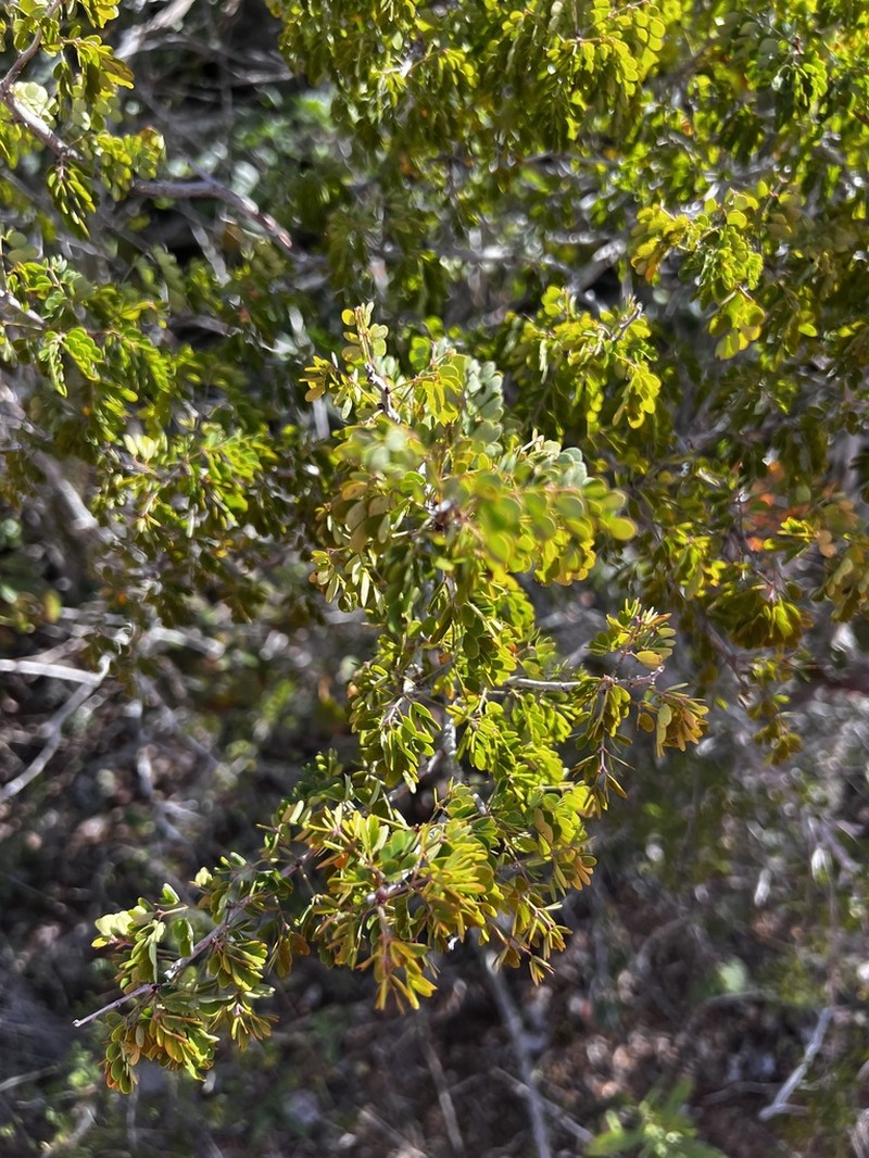 Mimosa bahamensis photo 5