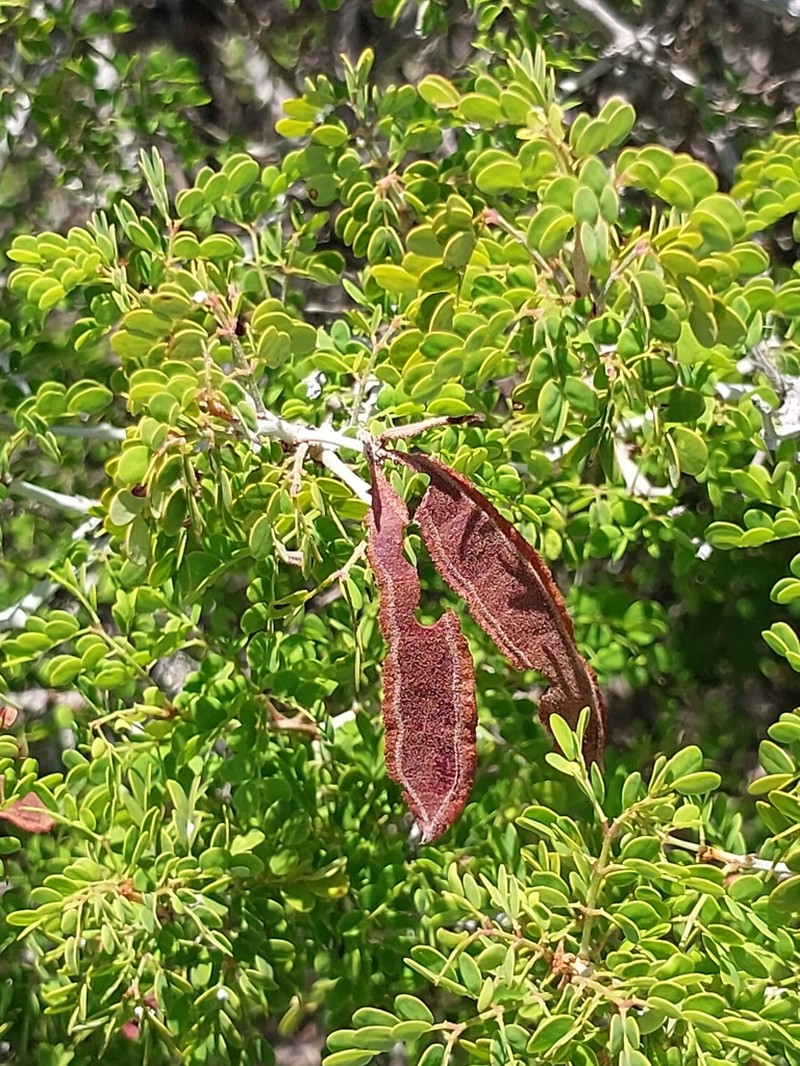 Mimosa bahamensis photo 6