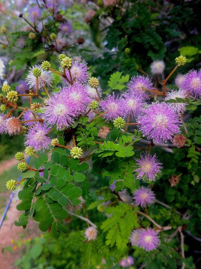Mimosa bahamensis photo 7