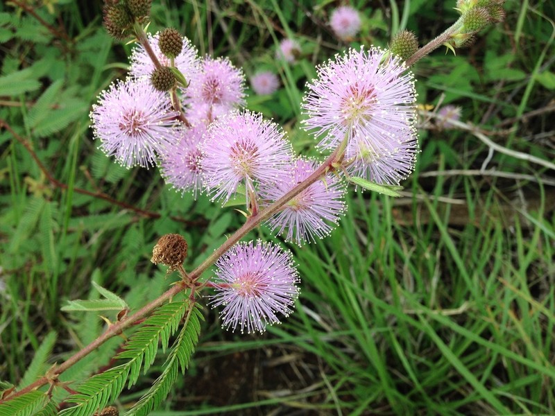 Mimosa balansae