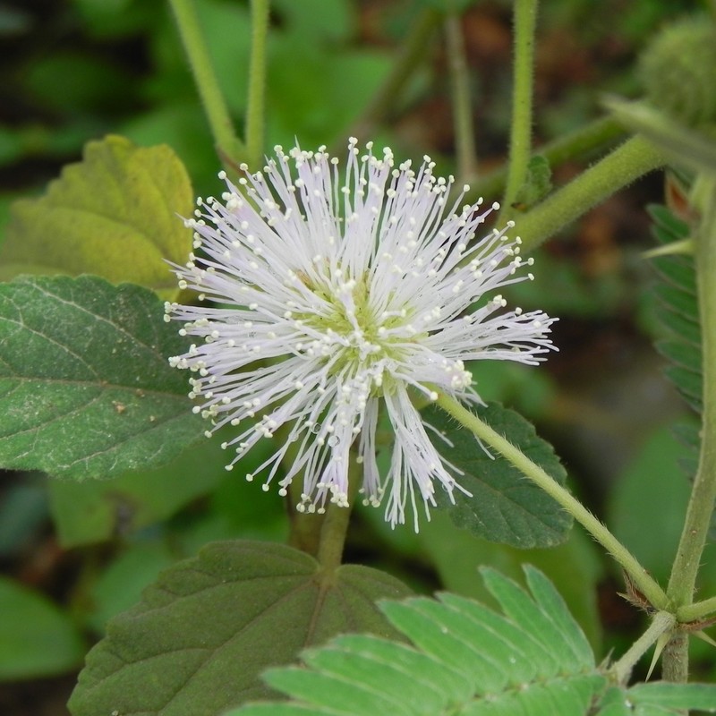 Mimosa balansae photo 4