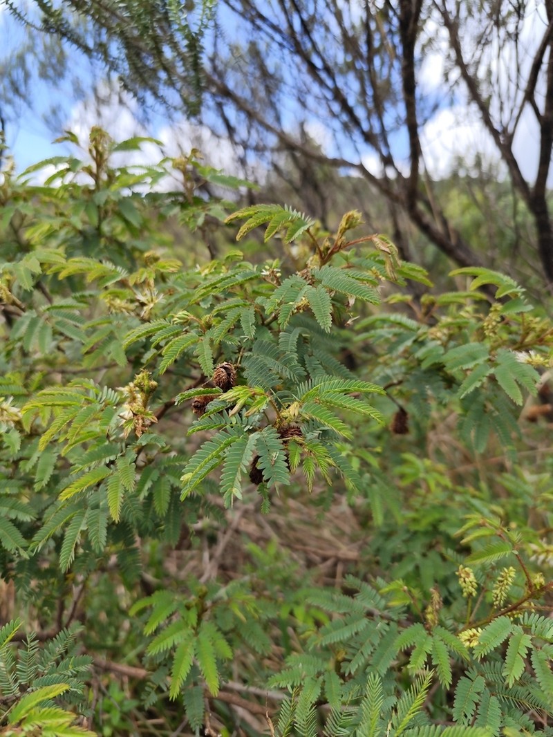 Mimosa balduinii