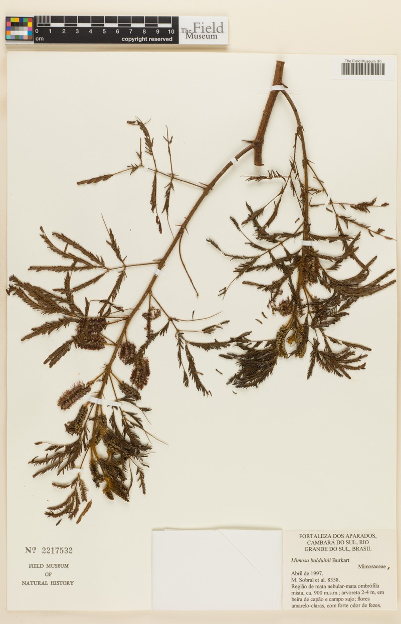 Mimosa balduinii photo 2