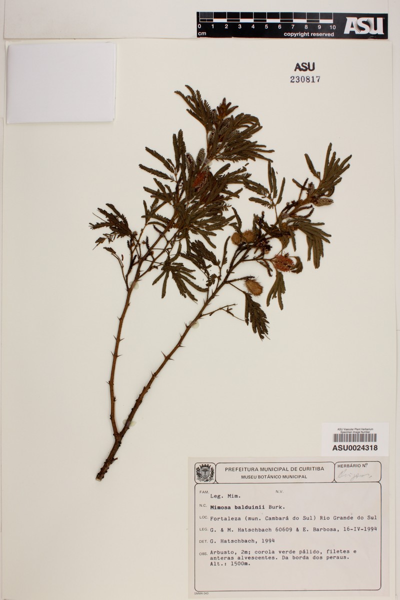 Mimosa balduinii photo 3