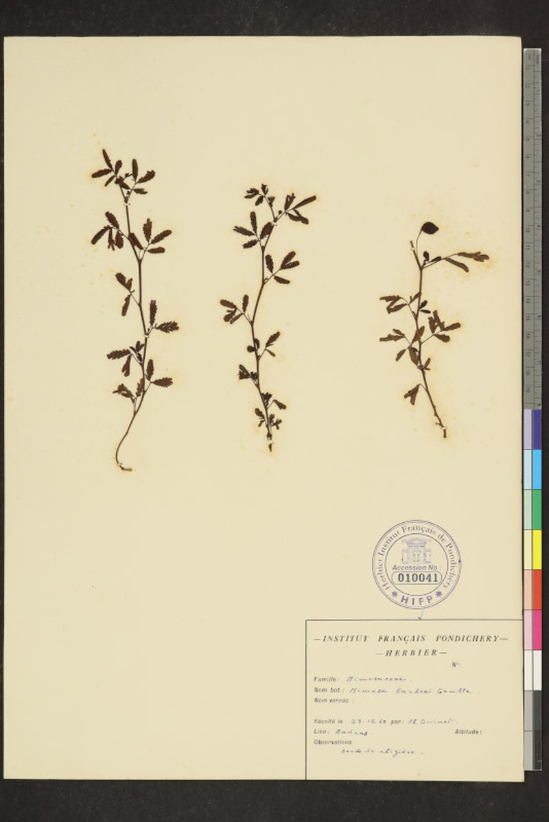 Mimosa barberi