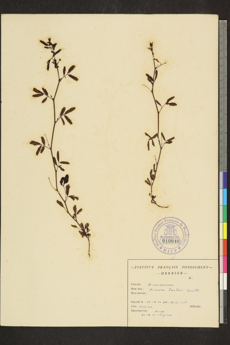 Mimosa barberi photo 2