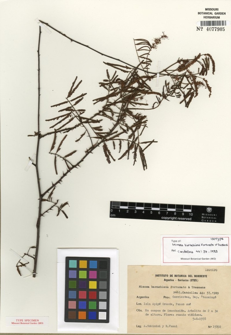 Mimosa barnebiana