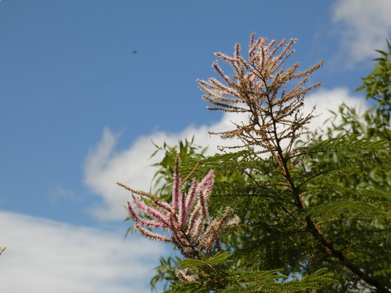 Mimosa benthamii