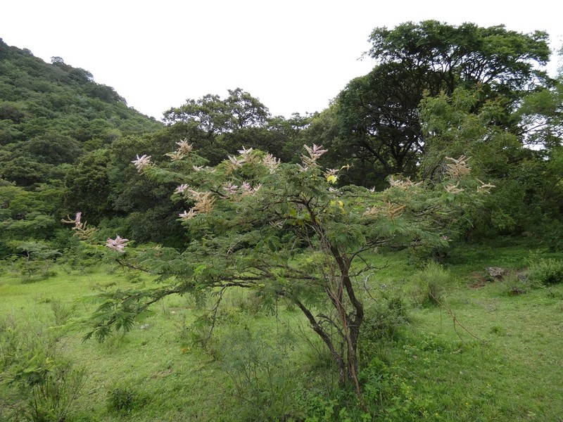 Mimosa benthamii photo 2