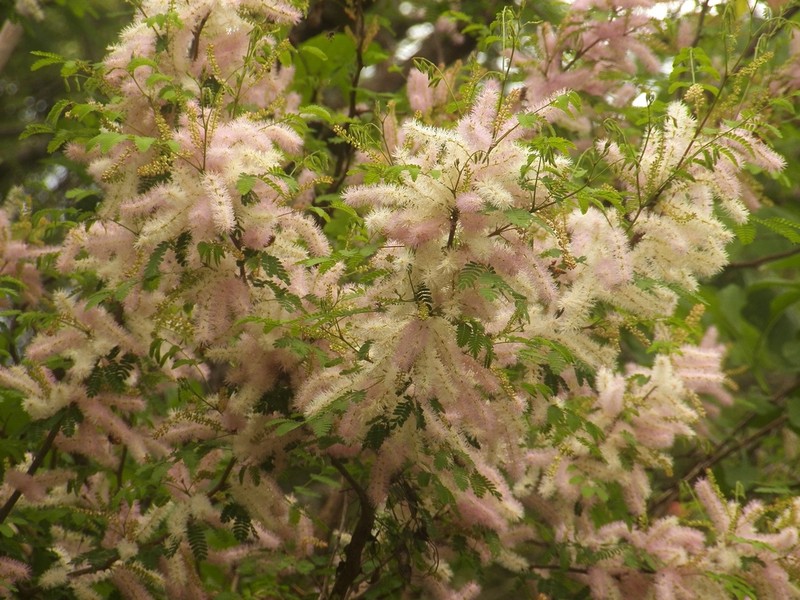 Mimosa benthamii photo 3