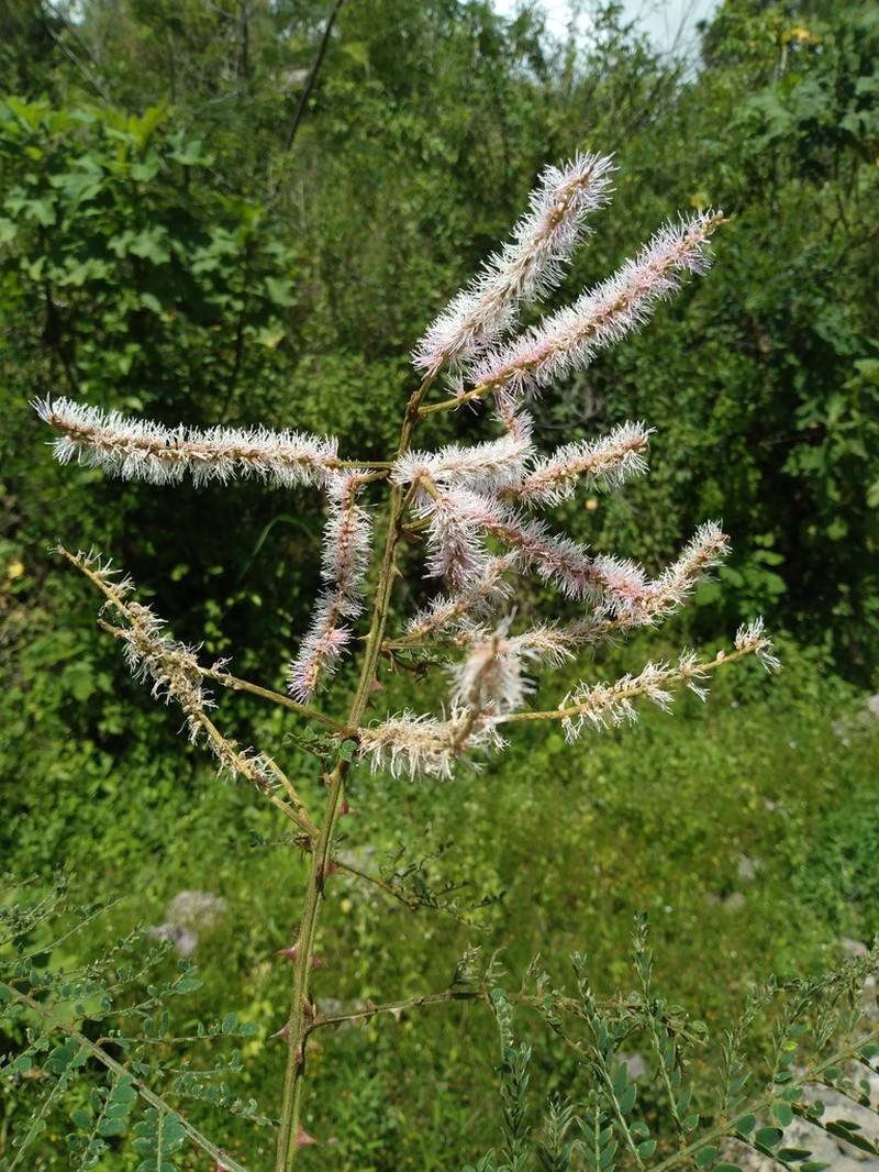 Mimosa benthamii photo 4
