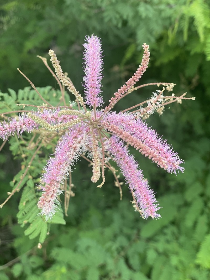 Mimosa benthamii photo 5