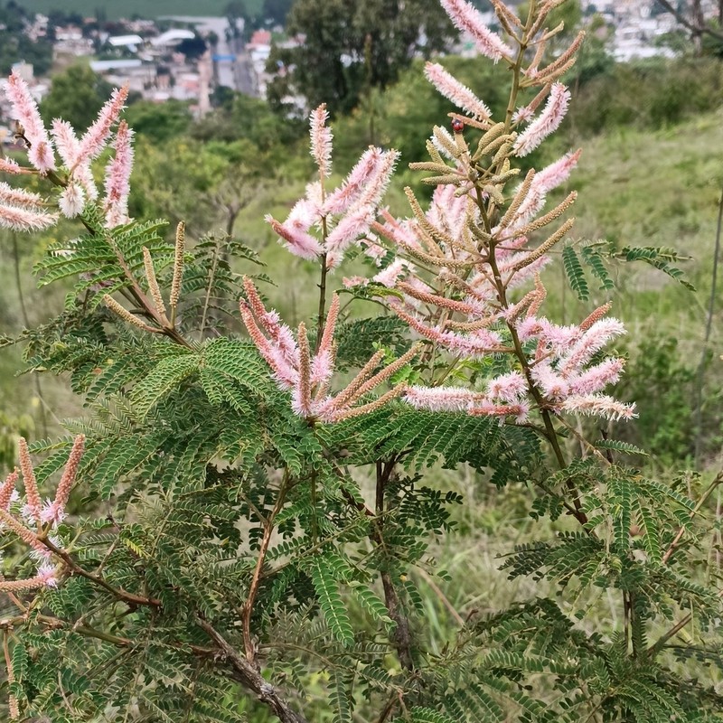 Mimosa benthamii photo 6
