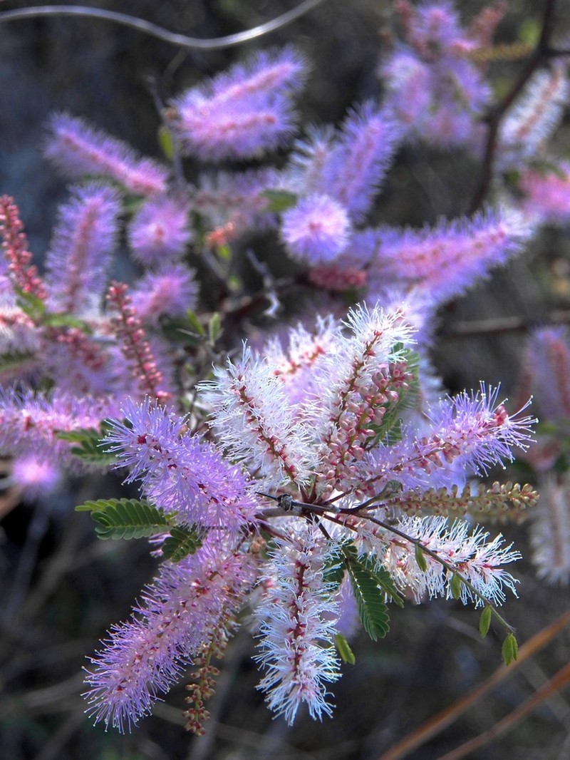 Mimosa benthamii photo 7