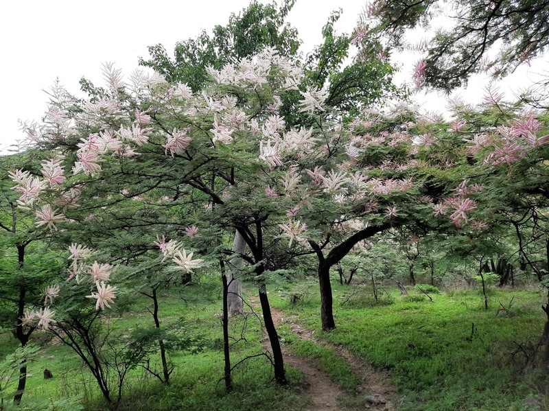 Mimosa benthamii photo 8
