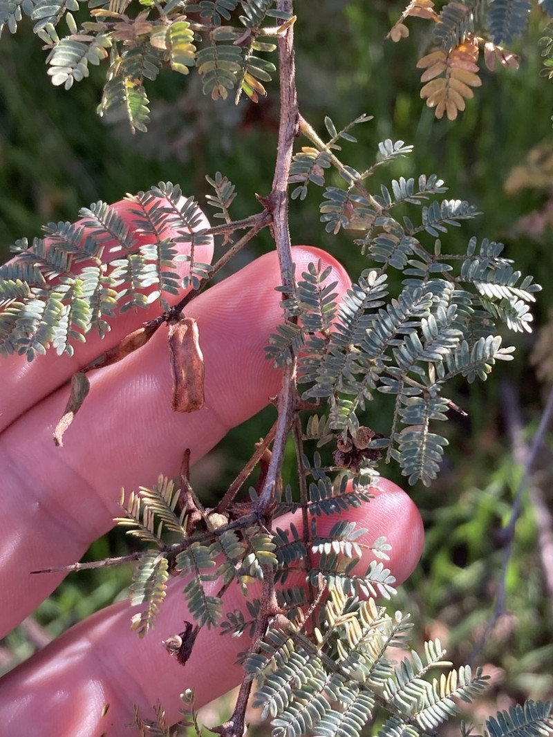 Mimosa biuncifera