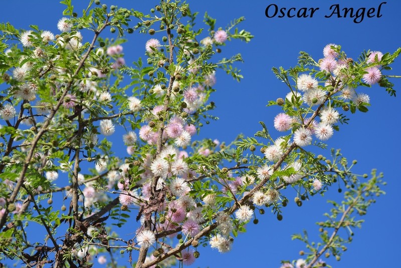 Mimosa biuncifera photo 2