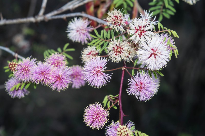 Mimosa biuncifera photo 3