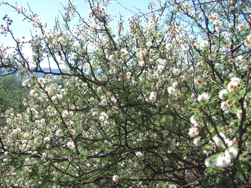 Mimosa biuncifera photo 4