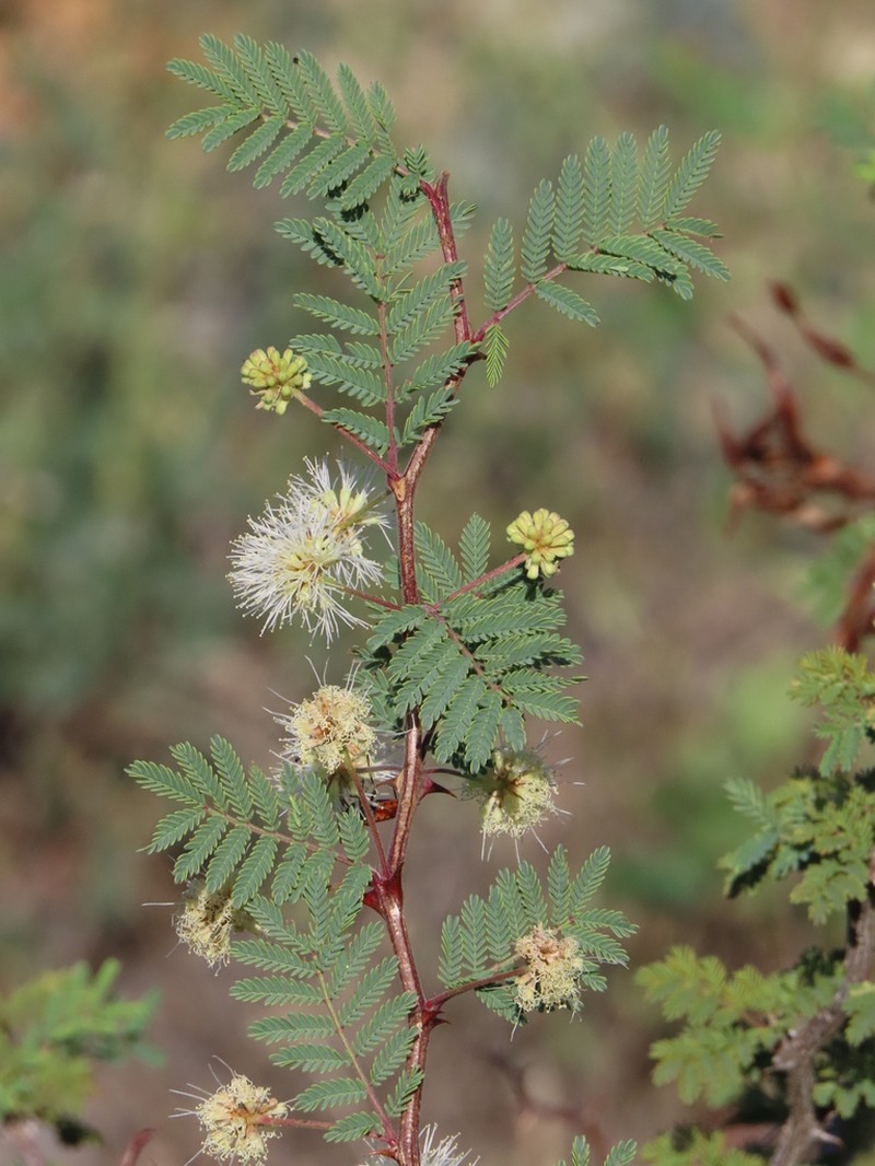 Mimosa biuncifera photo 5