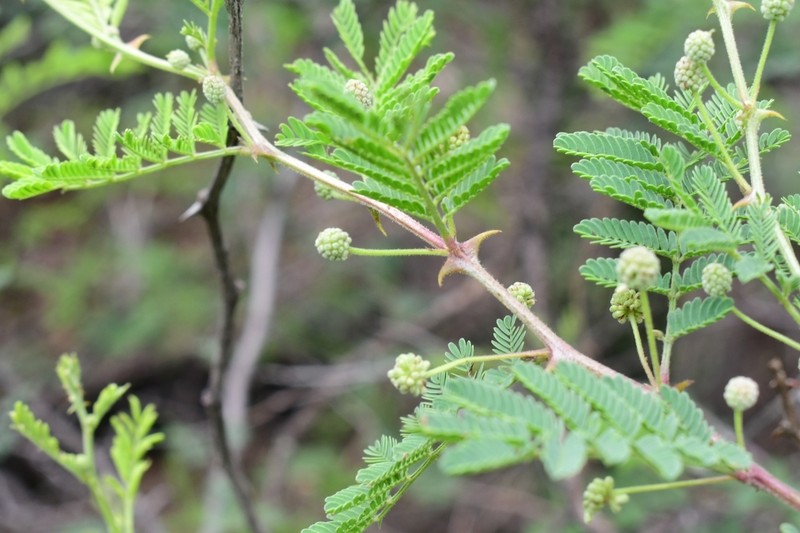 Mimosa biuncifera photo 6