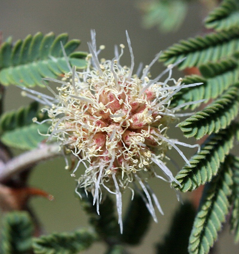Mimosa biuncifera photo 7