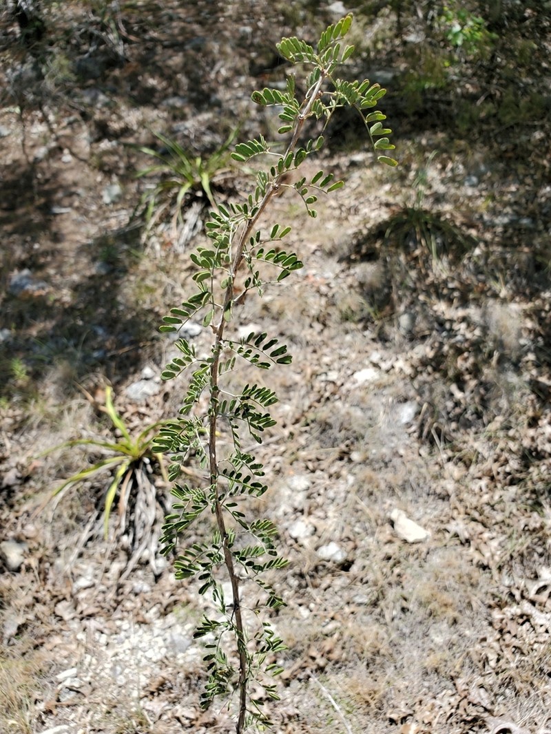 Fragrant Mimosa photo 4
