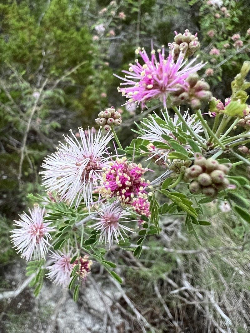 Fragrant Mimosa photo 5