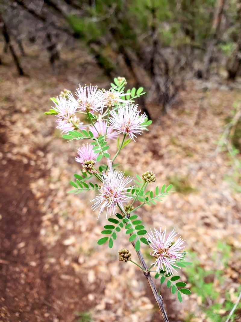 Fragrant Mimosa photo 6