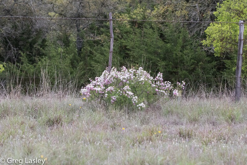 Fragrant Mimosa photo 7