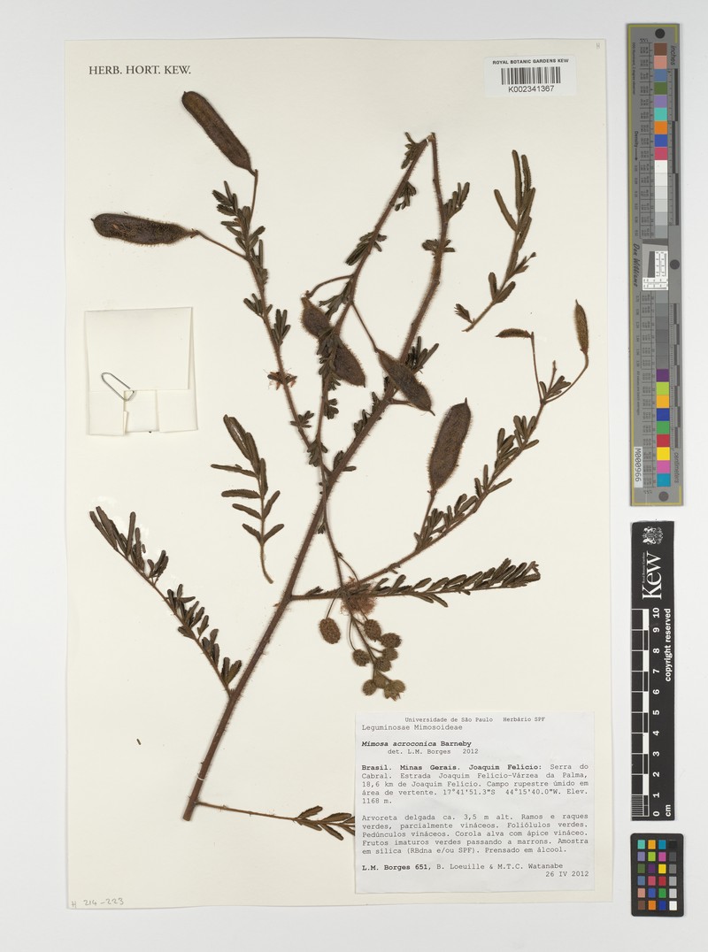 Mimosa caliciadenia