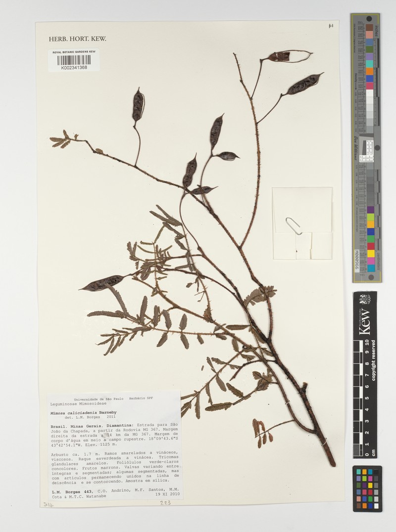 Mimosa caliciadenia photo 2