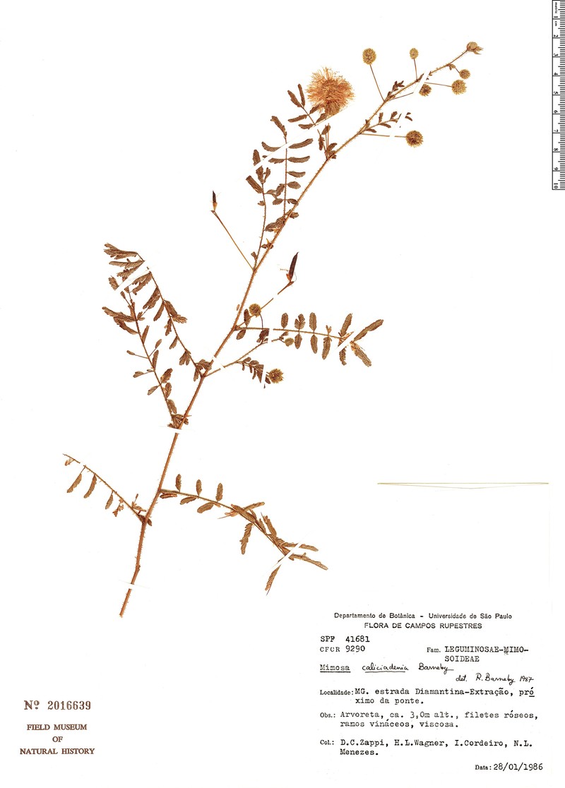 Mimosa caliciadenia photo 3