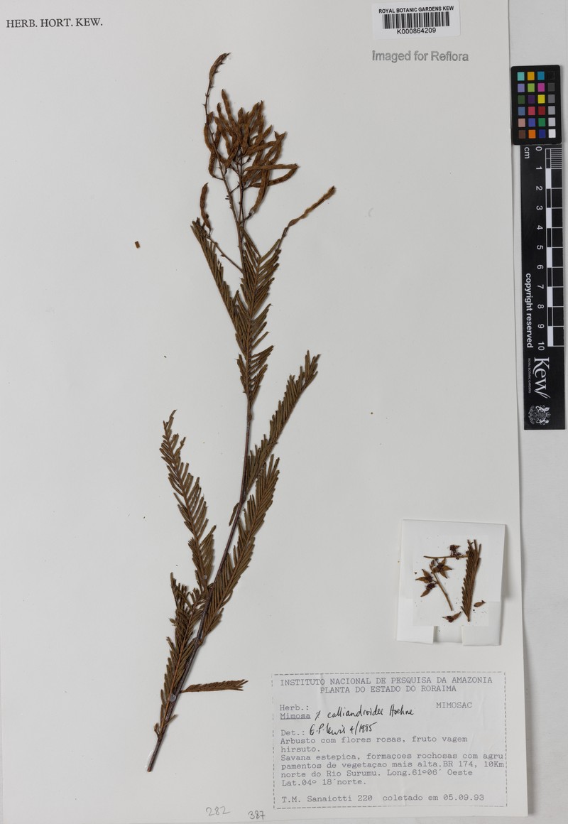 Mimosa calliandroides