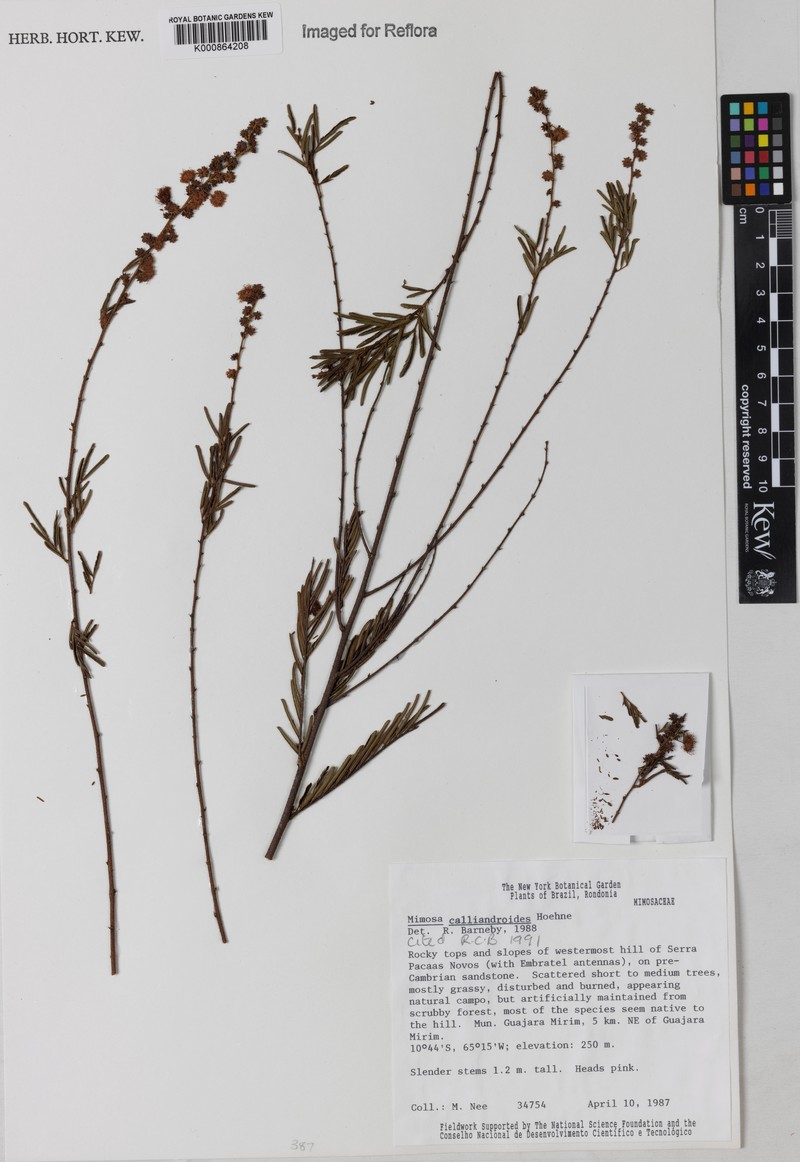 Mimosa calliandroides photo 2