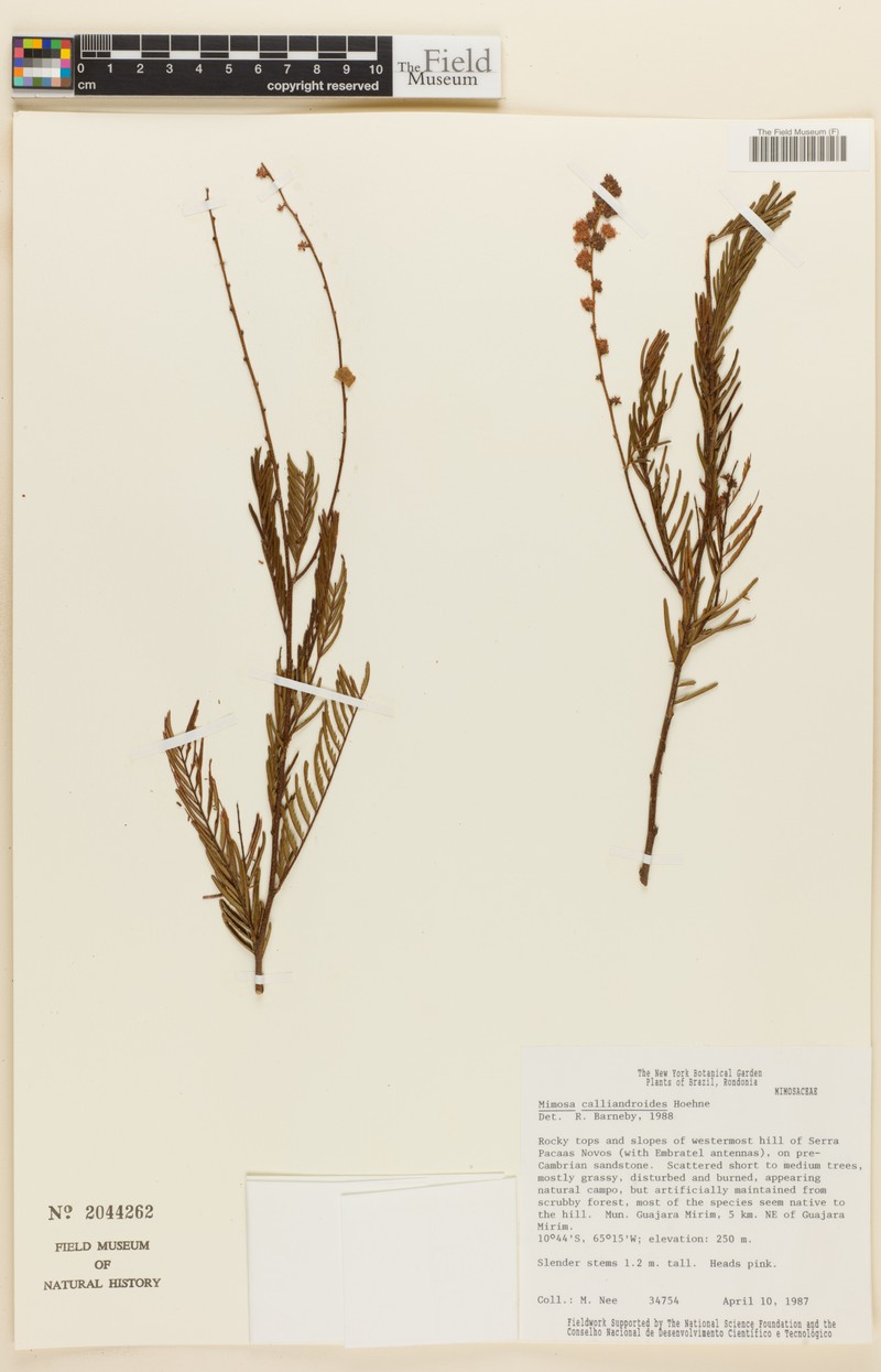 Mimosa calliandroides photo 3