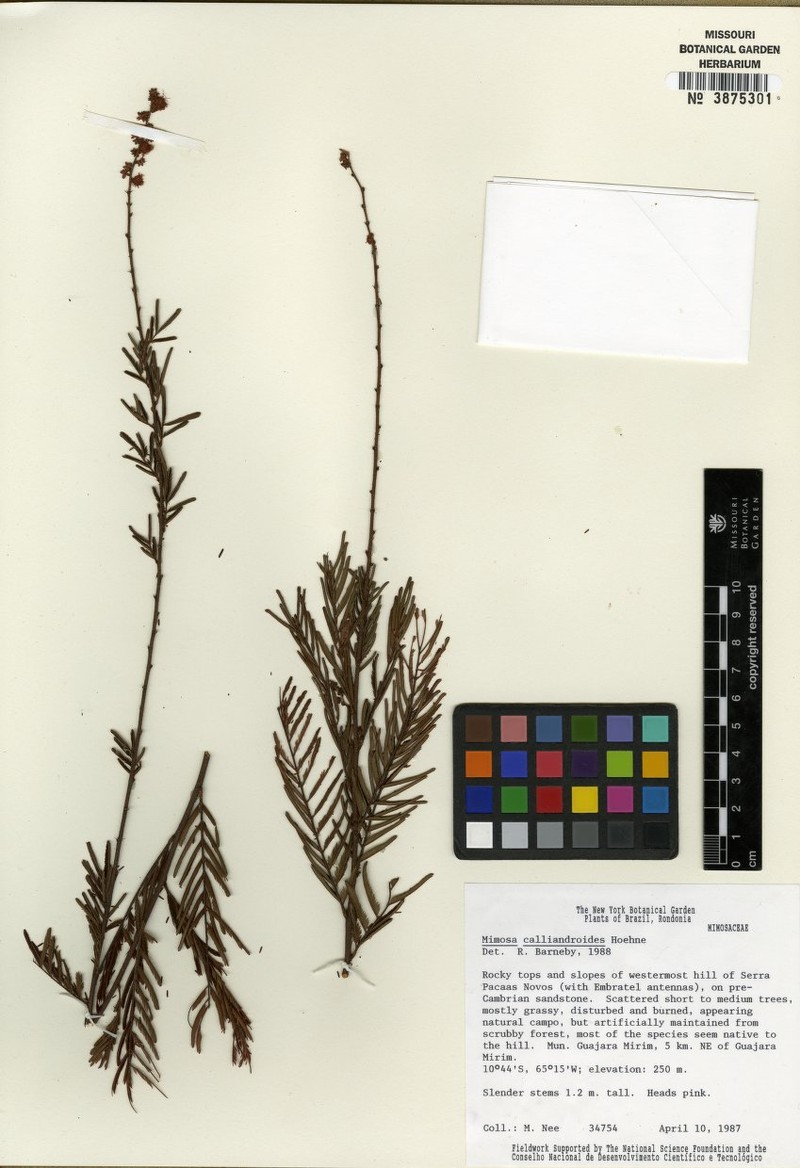 Mimosa calliandroides photo 4