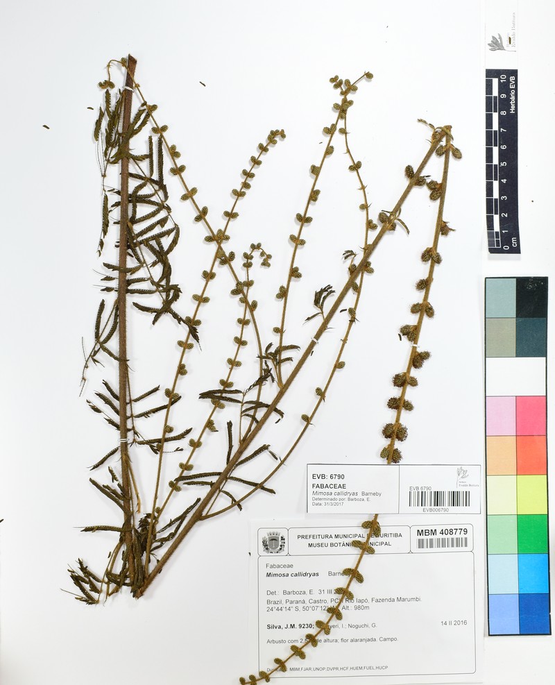 Mimosa callidryas