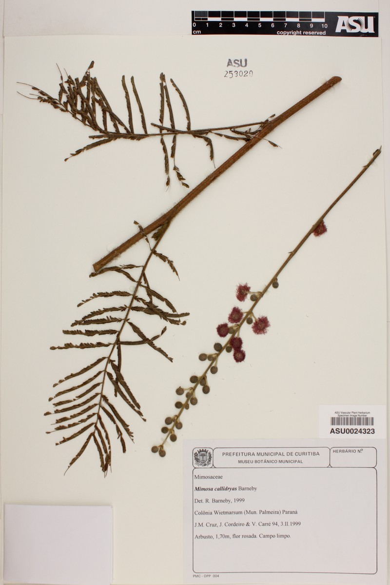 Mimosa callidryas photo 2