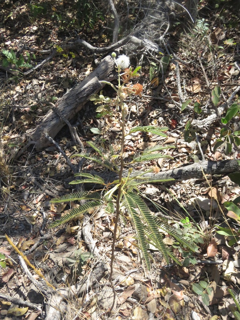 Mimosa callithrix