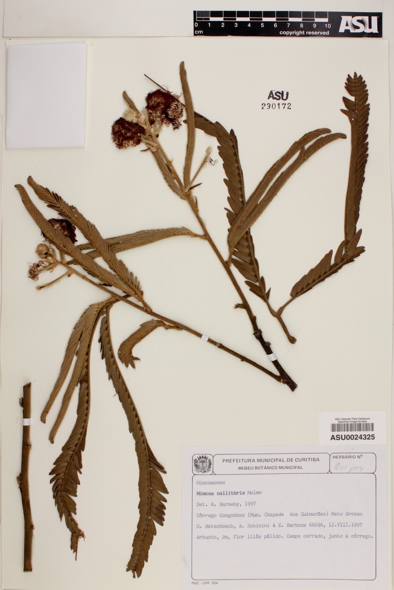 Mimosa callithrix photo 2