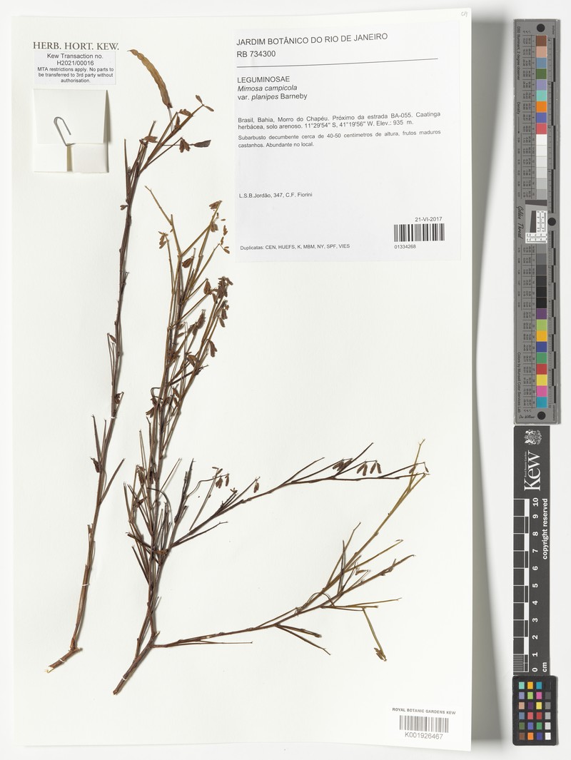 Mimosa campicola var. planipes
