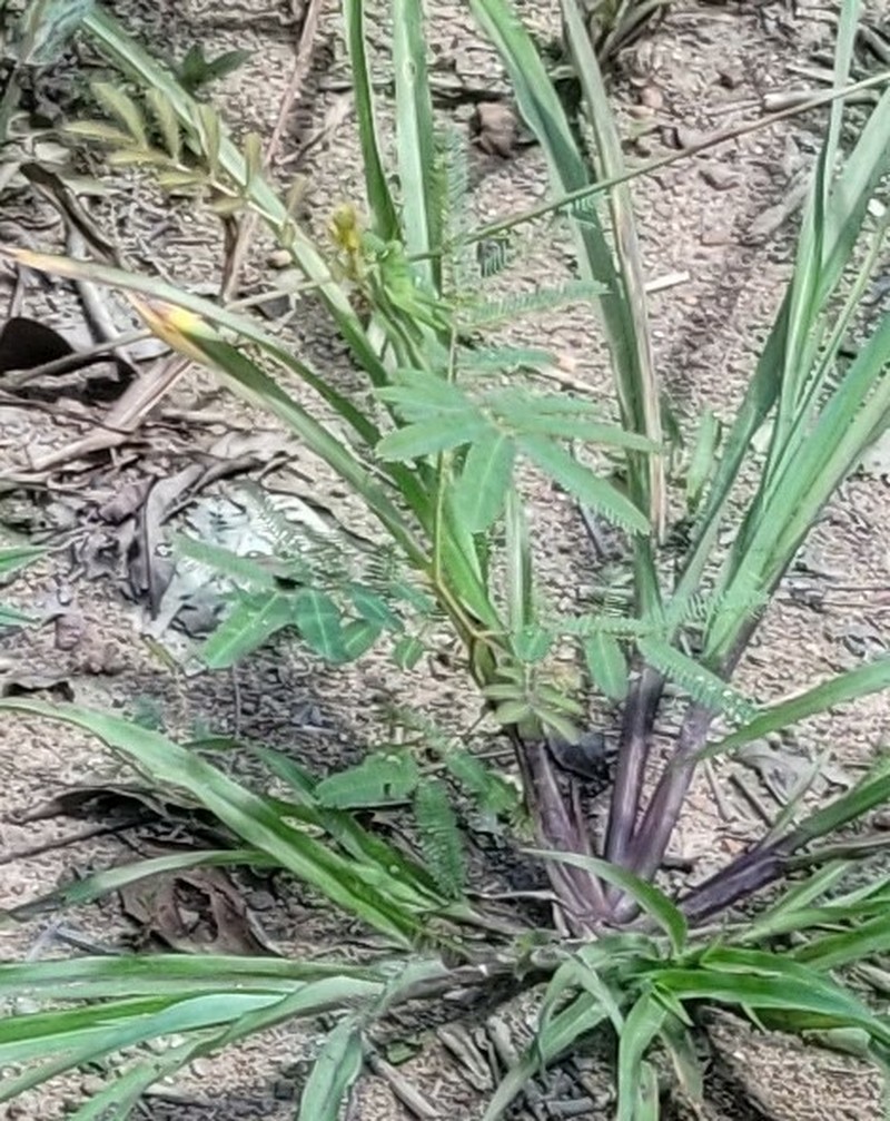 Mimosa camporum