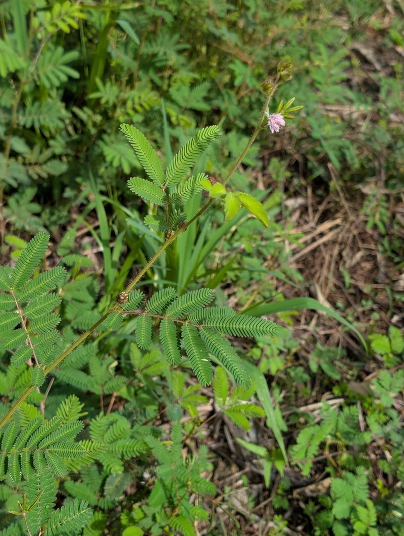 Mimosa camporum photo 2