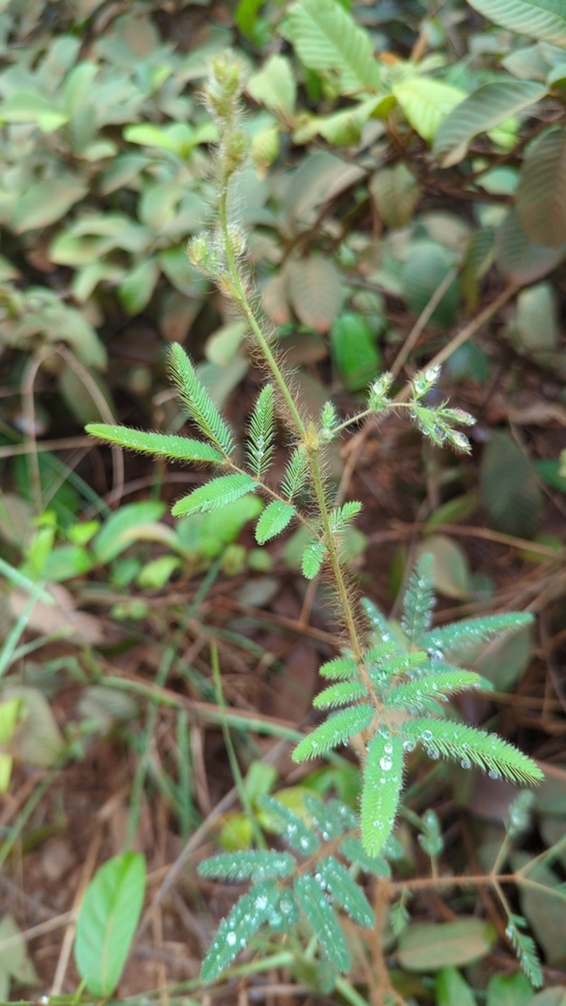 Mimosa camporum photo 3