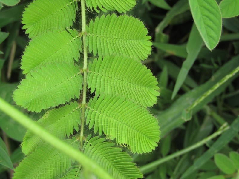 Mimosa camporum photo 4